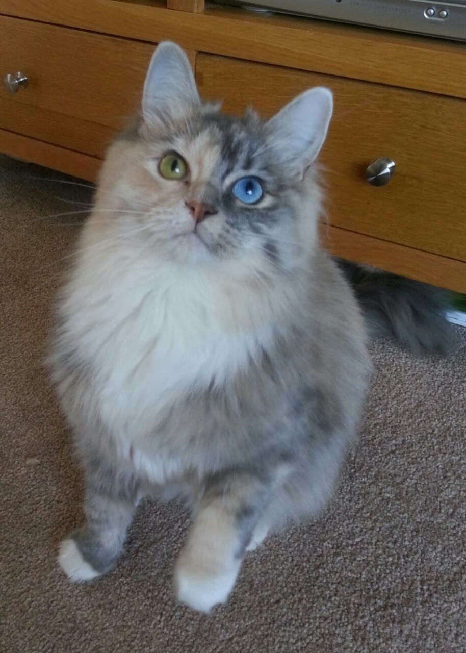 “西甲激烈碰撞：争夺欧冠席位战火升腾”，西甲 争冠