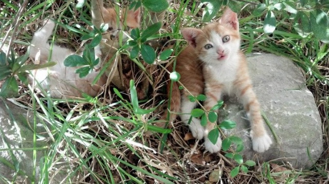_荒野探秘跑:自然中挑战极限_,荒野探险之旅