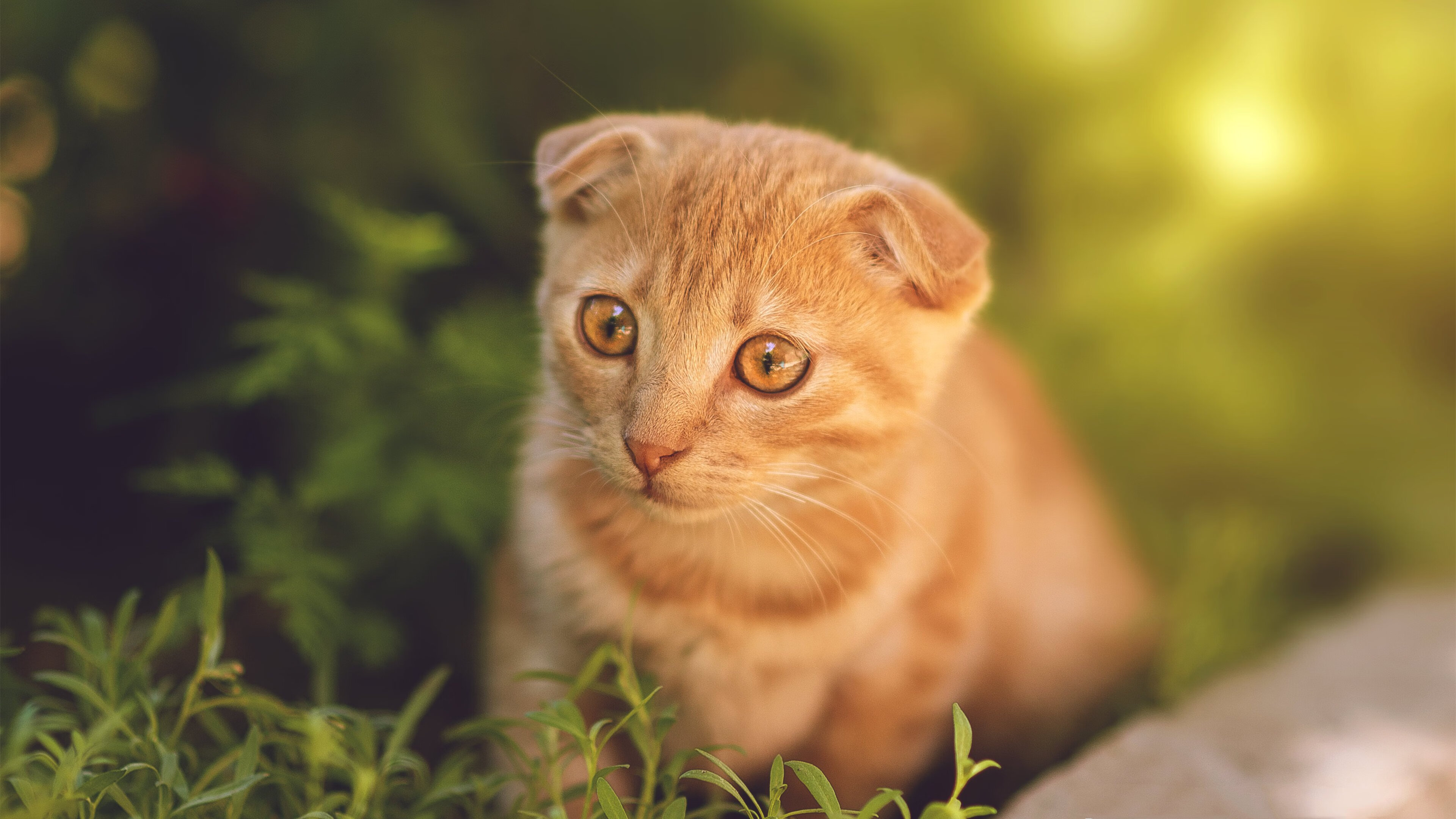 《中国篮球发展报告》发布，行业发展迎来新周期，中国篮球发展现状和未来