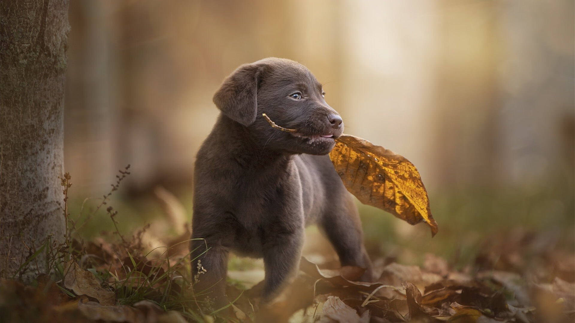 kaiyun中国官方网站-中国足球旅游融合项目获行业重点支持，中国的足球名宿